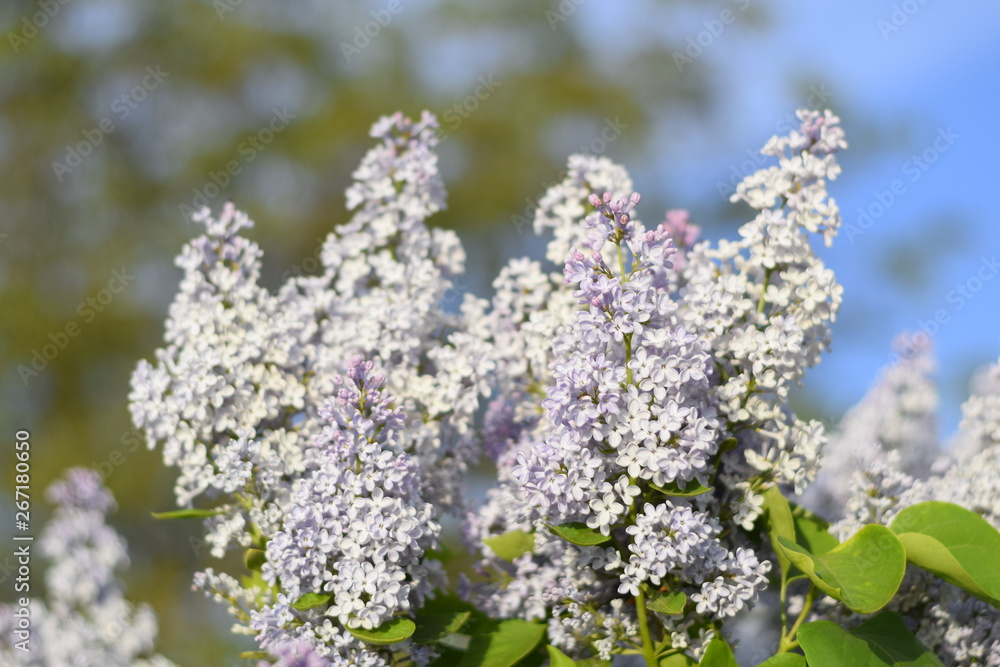 Flowers blooming lilac. Beautiful purple lilac flowers outdoors. Flowers blooming lilac. Beautiful purple lilac flowers outdoors.