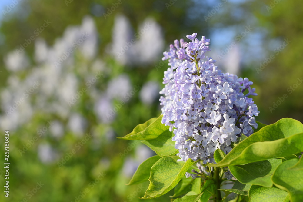 Flowers blooming lilac. Beautiful purple lilac flowers outdoors. Flowers blooming lilac. Beautiful purple lilac flowers outdoors.