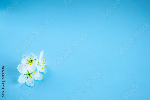 Delicate white spring flowers on a blue background. Background for design, screen saver, texture. Free space for text