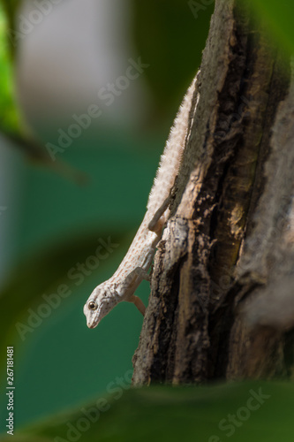 A Rock Semaphore Gecko (Pristurus rupestris) on a tree in the glistening sun in Ras al Khaimah, United Arab Emirates.