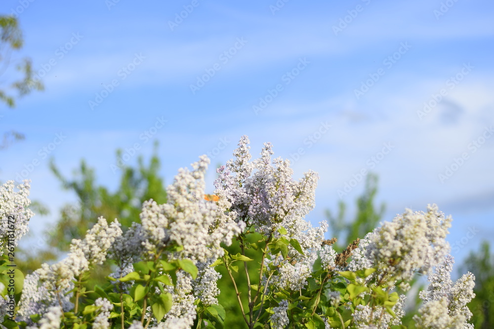 Flowers blooming lilac. Beautiful purple lilac flowers outdoors. Flowers blooming lilac. Beautiful purple lilac flowers outdoors.