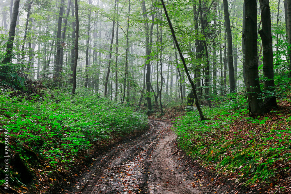 Obraz premium Road through the dark forest.