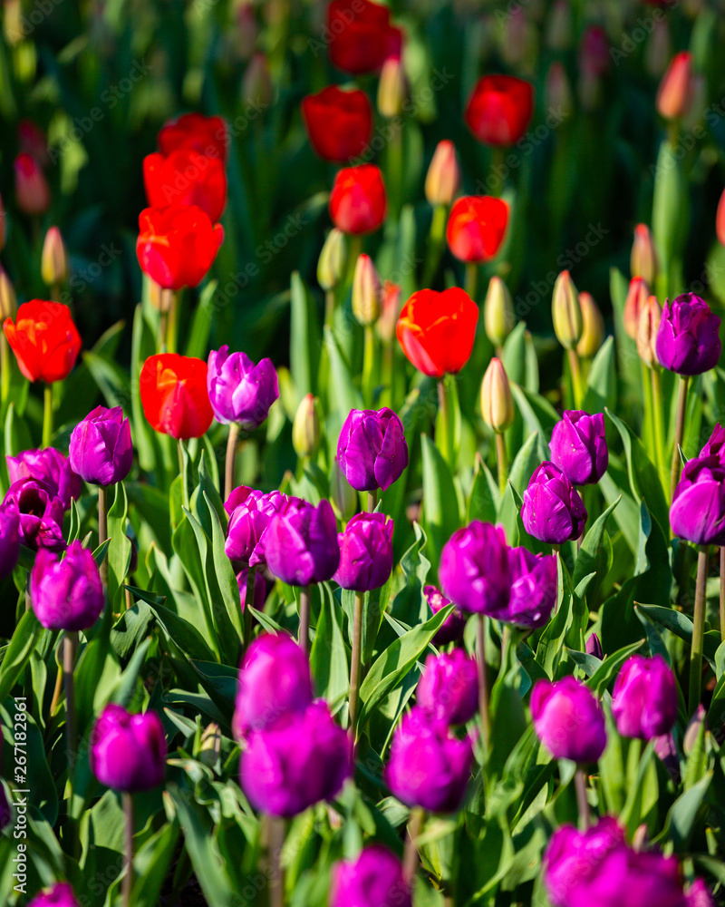 tulips in the garden