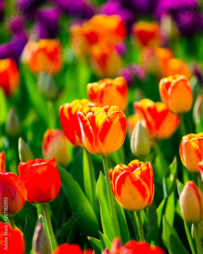 red tulips in the garden