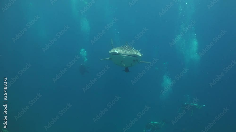 The whale shark approaches the operator and swims on top of the camera. The whale shark approaches the operator and swims on top of the camera.