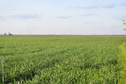 Young green wheat field