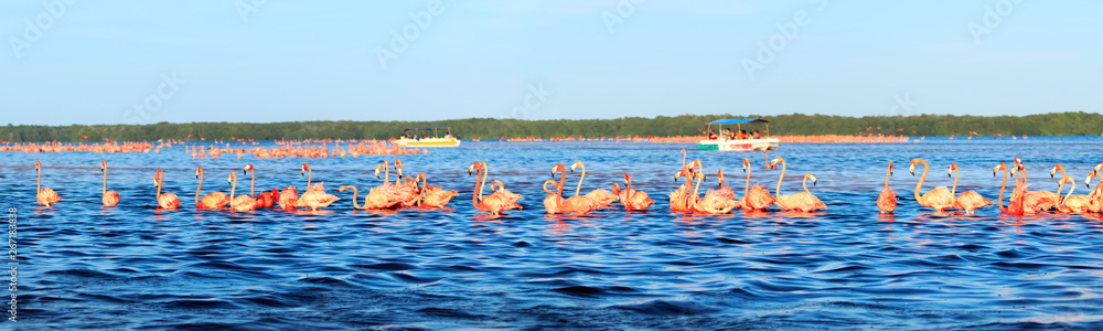 Obraz premium Flocks of pink flamingos and tourist boats in Celestun National Park. Mexico. Yucatan. Banner design.