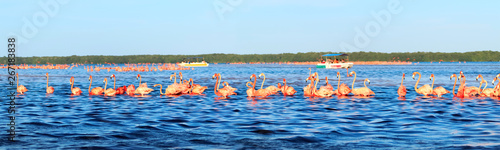 Flocks of pink flamingos and tourist boats in Celestun National Park. Mexico. Yucatan. Banner design.