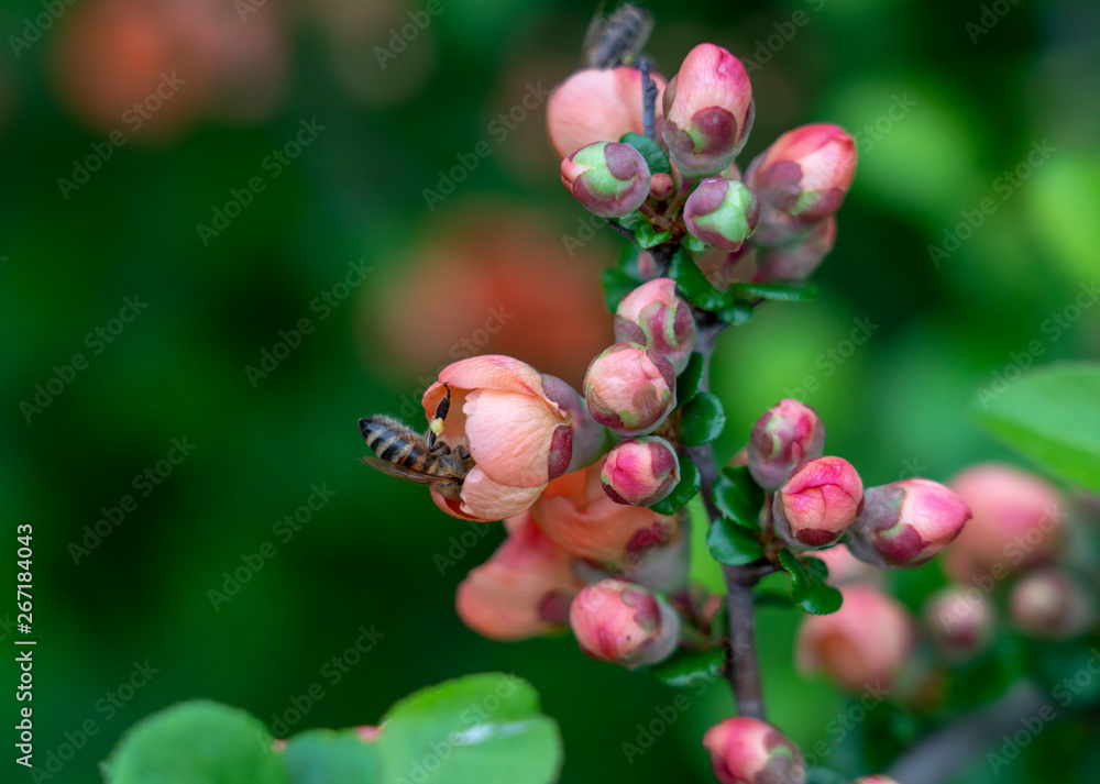 very beautiful flowering quince, red flowers on a blurred green background very beautiful flowering quince, red flowers on a blurred green background
