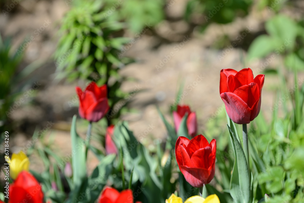 Beautiful tulips blooming in the garden on a bright sunny day Beautiful tulips blooming in the garden on a bright sunny day