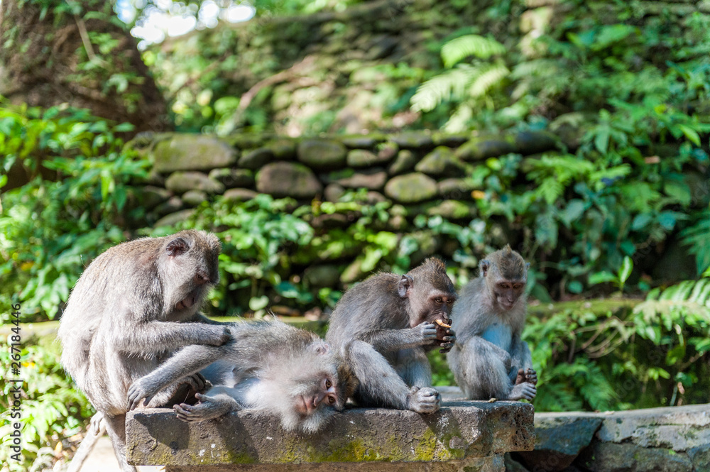 Balinese long-tailed monkey macaque at Ubud monkey forest in Bali, Indonesia