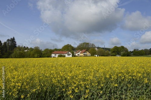rural landscape with yellow field
