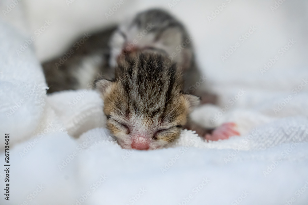 Newborn small Scottish Fold kittens in white blanket. Little straight striped cute baby kitten grey color