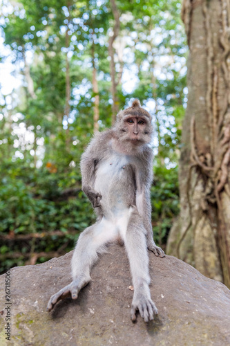 Balinese long-tailed monkey macaque at Ubud monkey forest in Bali, Indonesia © michael_jacobs