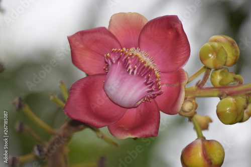 Cannonball tree flower - Naga Linga or Shiva Linga tree flower