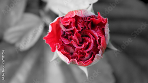 Romantic Rose