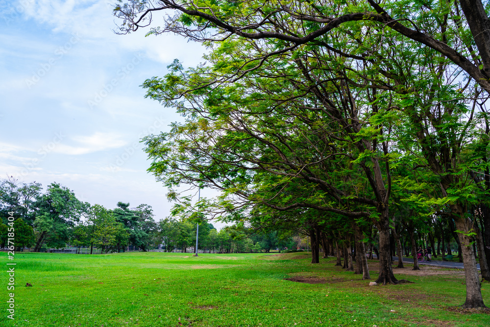 Green city public park with meadow and tree sky cloud Green city public park with meadow and tree sky cloud