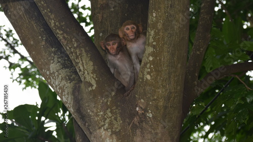 Twin monkeys - Macca radiata