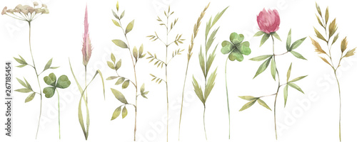 Hand painted watercolor illustration. Floral set with different herb. 