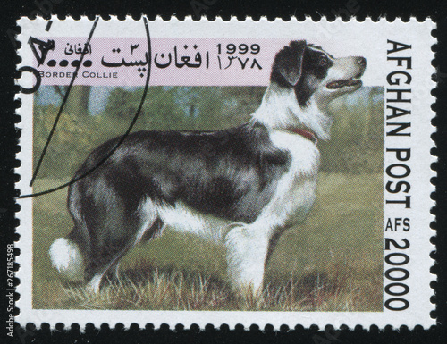 purebred domestic dog