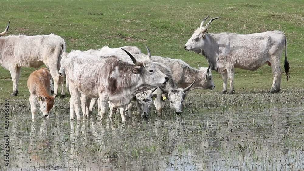 herd of Podolian cows drink water on the river herd of Podolian cows drink water on the river