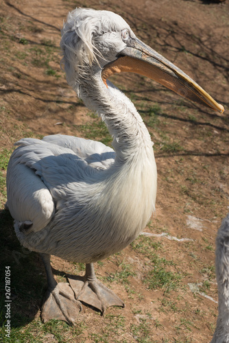 pelican