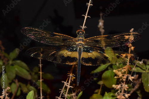 Darning needle yellow black winged dragonfly - Macro photography photo