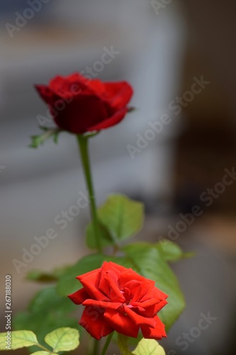 Red Rose