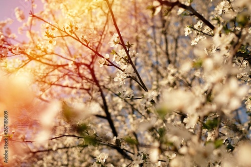 White cherry blossom tree © Marija Nikolic