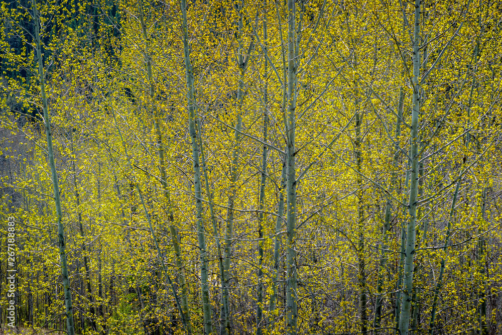 Fototapeta premium Green Everywhere in Spring - Leaf Out of the Cottonwood Trees