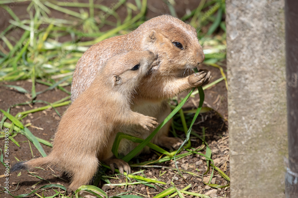 プレーリードッグ 小動物 プレーリードッグ 小動物