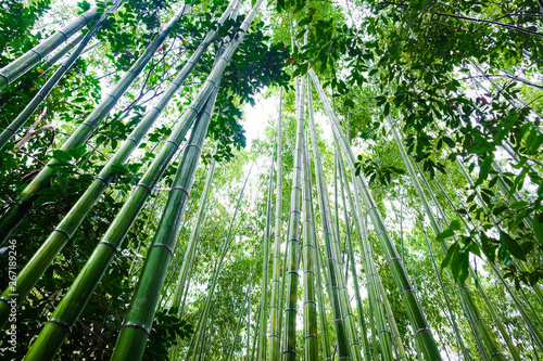 Green bamboo forest with sun light in morning