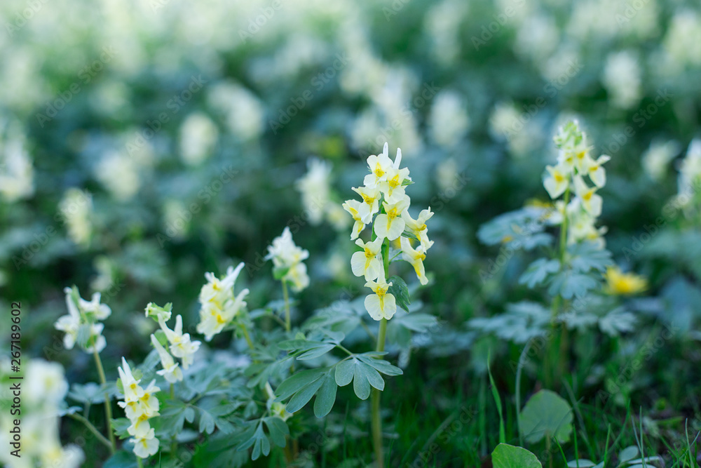 Background yellow flowers young grass Summer Background yellow flowers young grass Summer