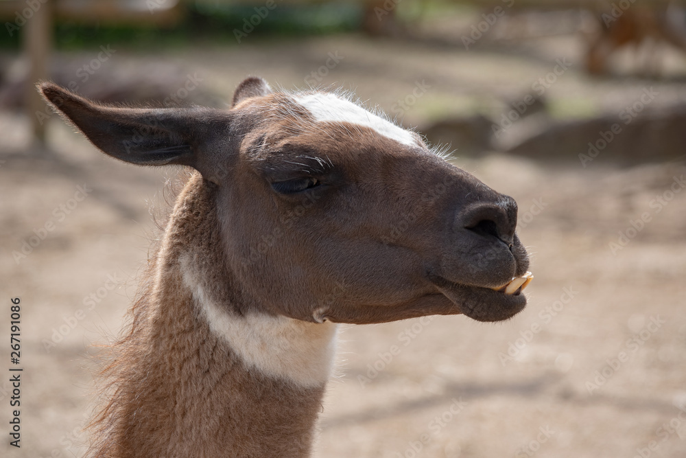 Obraz premium ラマ リャマ 動物の顔