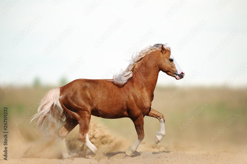 Fototapeta premium Welsh pony stallion in the field