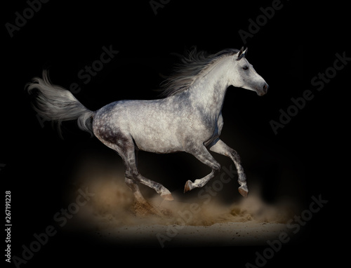 Arabian stallion runs fast in dark