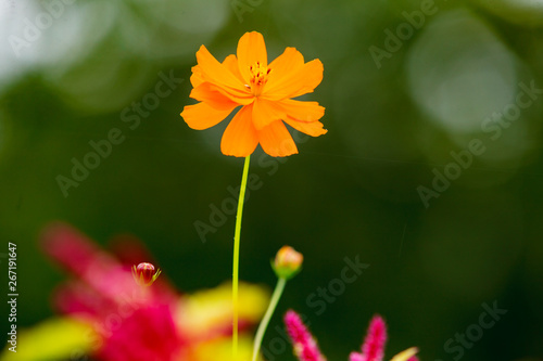 Canvas Print Single orange flower in garden