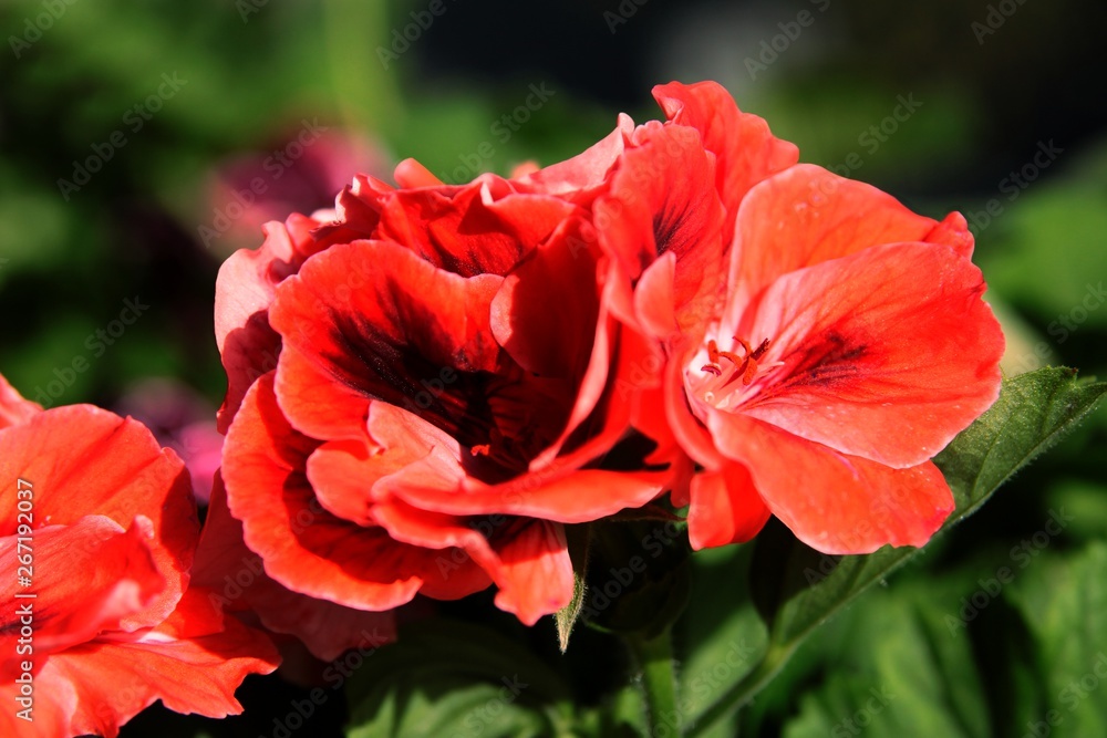 pretty,multicolor flowers of geranium potted plant pretty,multicolor flowers of geranium potted plant