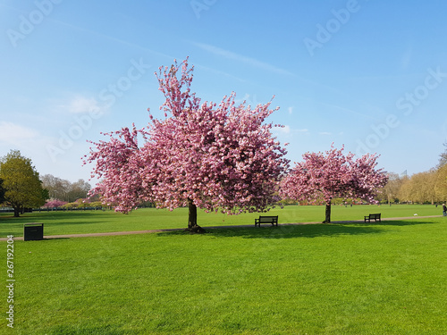 Trees with pink flowers in spring in Battersea park photo