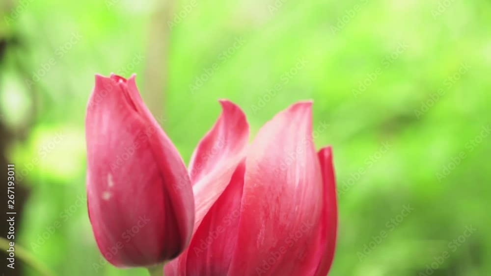 beautiful pink Tulip flower close up beautiful pink Tulip flower close up