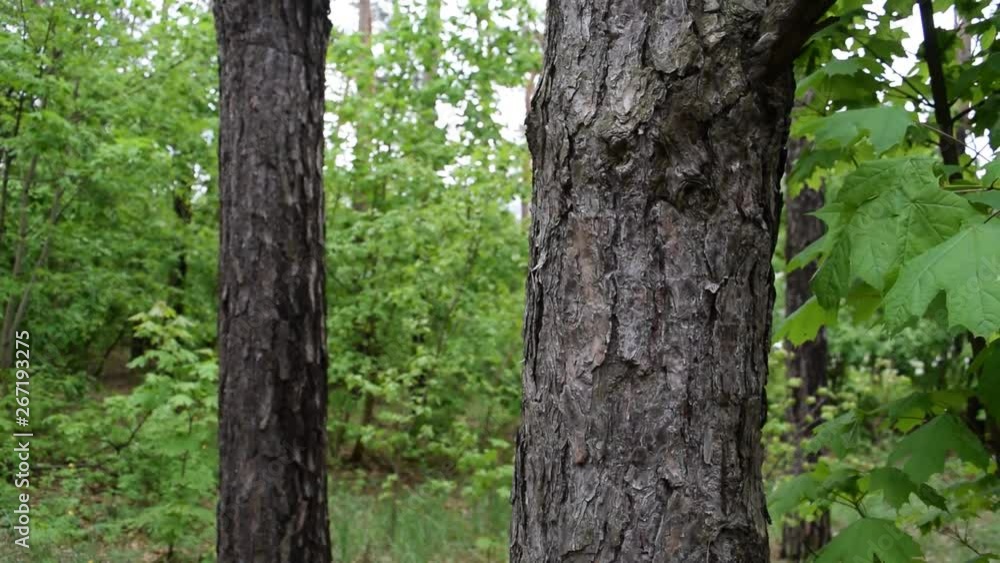 View of pine trees in the forest bushes. View of pine trees in the forest bushes.