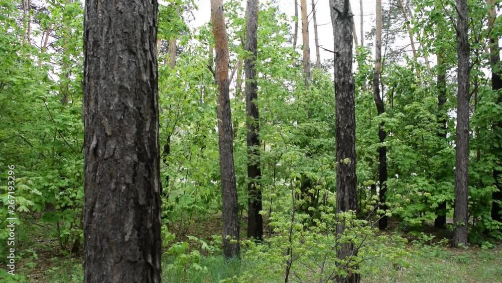 View of pine trees in the forest bushes. View of pine trees in the forest bushes.
