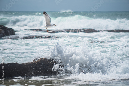 Seagull flying on the wave