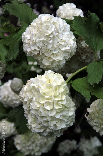white flowers of Viburnum Snowball bush