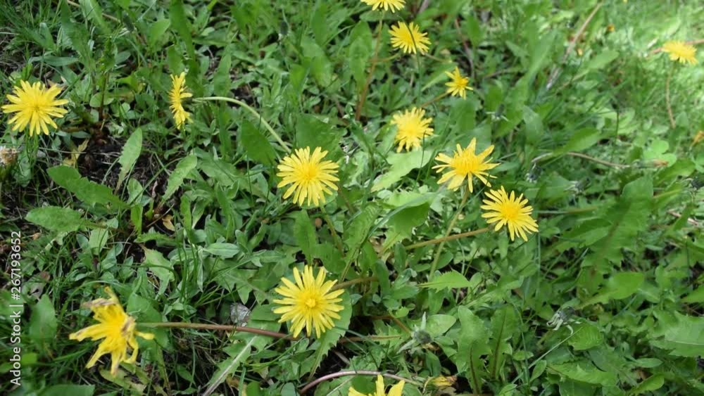 Lots of yellow flowers and green grass leaves. Background, texture. Lots of yellow flowers and green grass leaves. Background, texture.