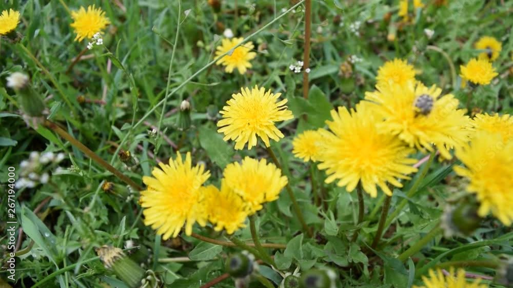 Many yellow flowers on the background of green grass in the Park. Many yellow flowers on the background of green grass in the Park.