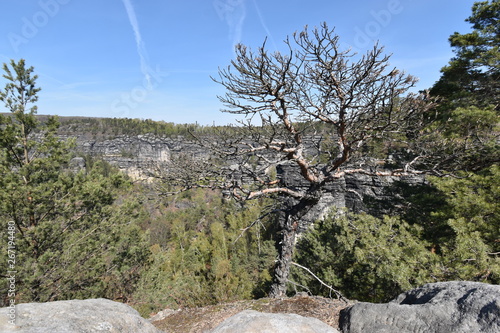 Big rocks with a tree in front at the hiking trail at Elbe Sandstone Mountains in beautiful Saxon Switzerland near Bohemian Switzerland in Germany photo