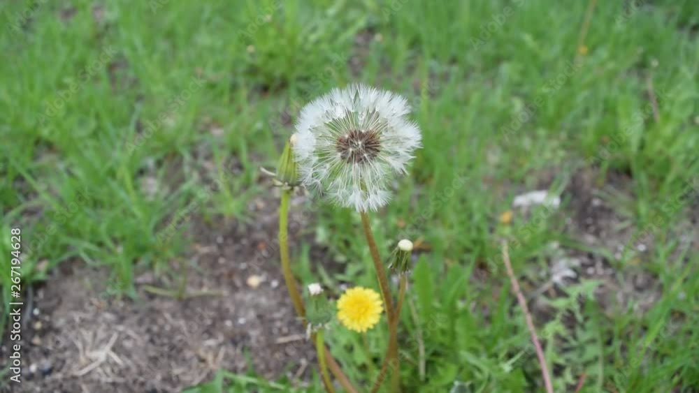 View of dandelion on the green grass in the Park. View of dandelion on the green grass in the Park.
