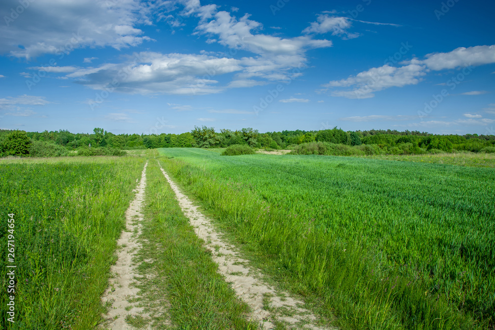 Road through green field with grain, forest on horizon and clouds on blue sky