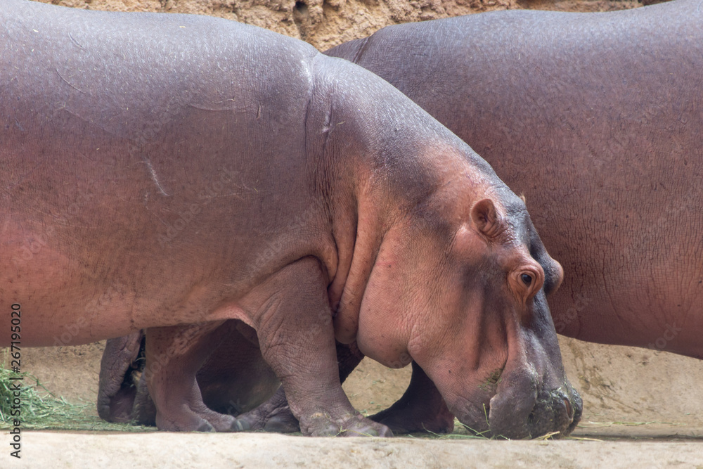 A common hippopotamus peers eats next to its mate (Hippopotamus amphibius). A common hippopotamus peers eats next to its mate (Hippopotamus amphibius).